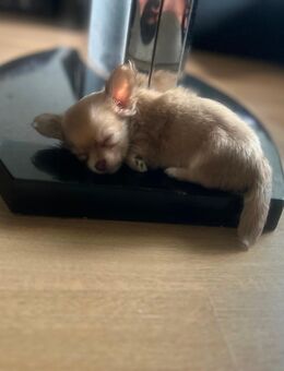 noch Drei süße Chihuahua-Welpen suchen ein liebevolles Zuhause - Weyerbusch