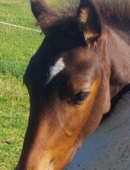 PRE Mix Hengst Fohlen - Kierspe