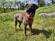 Liebe Nala sucht eine Familie - Kleinostheim