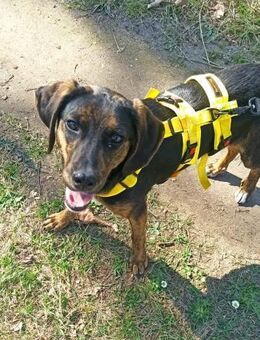 Bim - lebensfrohes Hundemädchen - Grevenbroich