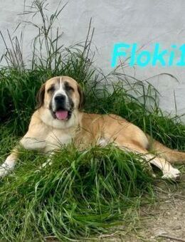 Floki1 sucht Rassefans 10/23 ESP - Ruppertsecken