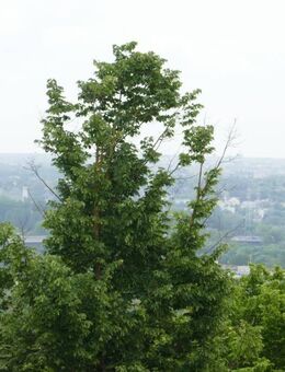 Sonnig, hell, mit wunderbarem Fernblick! - Wiesbaden