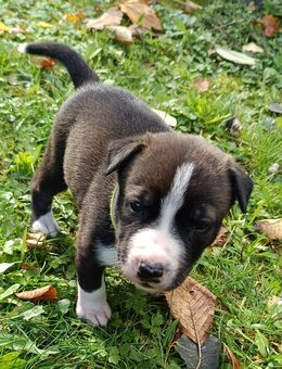 Welpen (Husky-Mischlinge) ab Dezember abgabebereit - Frankfurt (Main)