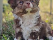 Chihuahua Welpen - Ingolstadt