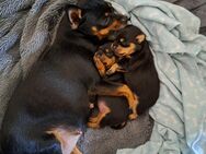 Reinrassiger mini Reh pinscher welpen - Pirmasens