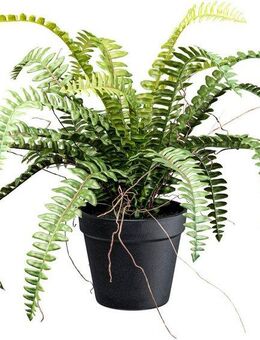 Kunstpflanze Waldfarn Farn, Creativ green, Höhe 35 cm, mit Wurzeln