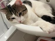 Kater männlich sucht ein neues Zuhause - Oberhausen