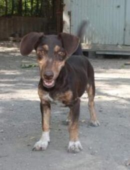 Jasmin sucht eine liebevolle Familie - Olsberg