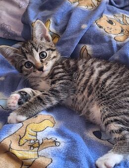 Gesunde Babykatze Kitten - Itzehoe