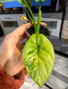 Alocasia Sinuata albo mint Rhizom - Buttstädt Zentrum