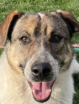 Hübsche Olive sucht ihr eigenes Körbchen - Dittelbrunn