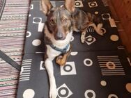 Barneby❤️derzeit in 83538 Pfaffing - Rott (Inn)