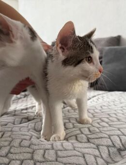Zwei süße Kitten suchen liebevolles Zuhause! - Meiningen