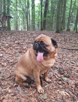 Mops - Berg (Neumarkt)
