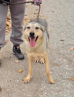 Soziales 🐕Mädchen DINA braucht ♥️♥️♥️ - München