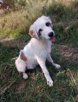 Sanfter Riese Orion - Rambin