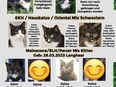 BKH BLH Perser Maincone Oriental Mix 2 Kitten u. 5 Katzen suchen ein neues Zuhause in 26802