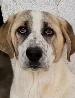 Lou, geb. ca. 11/2022, Griechenland - Markdorf