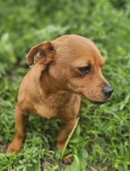 Balou - Dackel-Mix sucht freies Körbchen - München