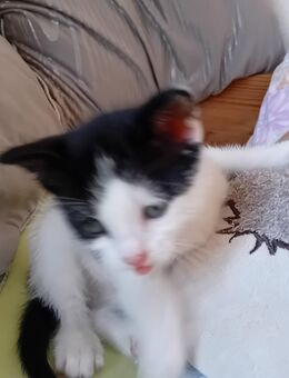 3 Kitten Suchen ein neues zuhause - Cuxhaven