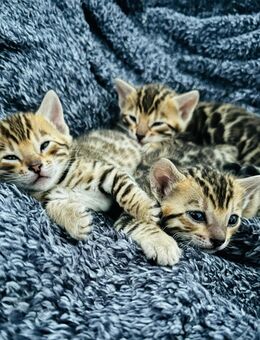 🐾 Wunderschöne Bengal Kitten – 2 Kater & 1 Katze abzugeben 🐾 - Augsburg
