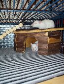 4 bezaubernde Siam Rattenjungs in 09111