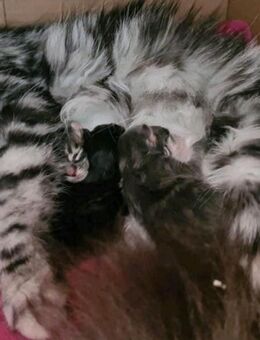 Maine Coon Kitten geimpft und entwurmt mit Starterpaket - Leipzig Südost