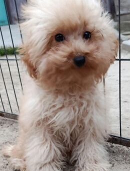 Wunderschöne Maltipoo Hündin - Marienheide