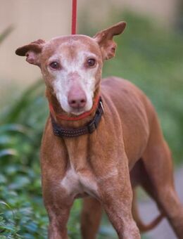 Jerry - sehr alte Hunderasse - Würzburg
