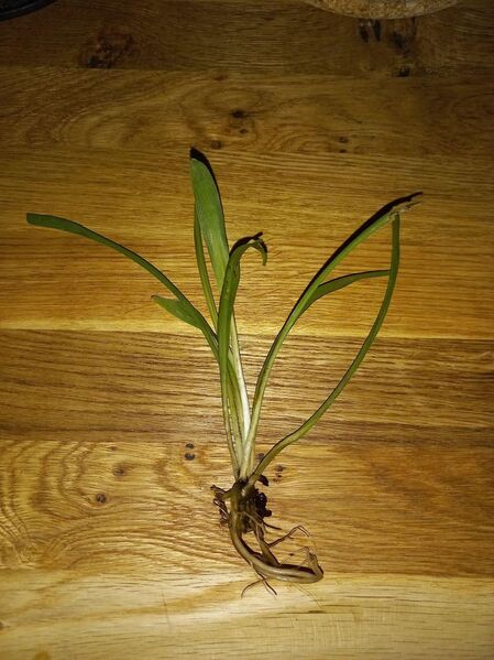 Grünlilie Ableger, grün, Chlorophytum comosum - Dortmund Aplerbeck