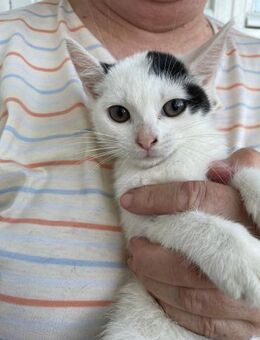 Katerchen Frodo sucht liebevolles Zuhaus - Rambin