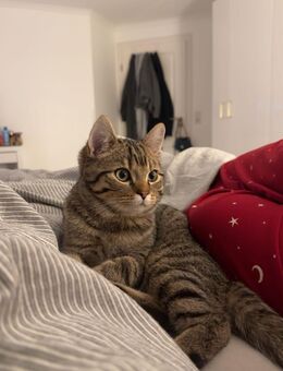 Bkh Kater - Reinbek