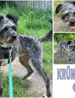 KRÜMEL -Terriermix auf 3 Pfoten- - Duisburg