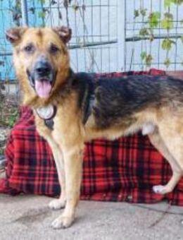 Menschenbezogener Atax sucht eine Famili - München