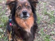 Traumhund Misiu - Berlin