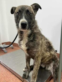 Scheuer Winston sucht geduldige Menschen - Beltheim