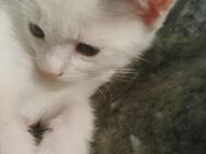Kitten weiß Hauskatze EKH p - Krauschwitz
