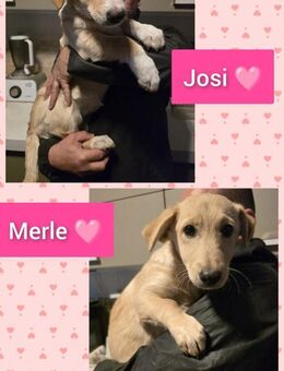 2 Welpenmädchen Josi& Merle 4 Monate - Düsseldorf