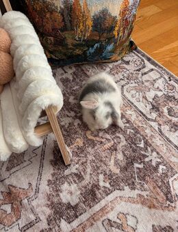 Minilop Zwergwidder Baby - Trier