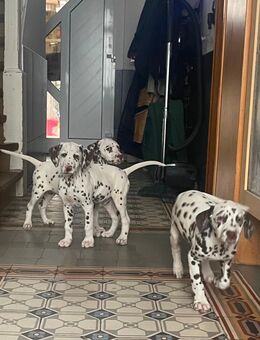 Dalmatiner Babys - Kerpen (Kolpingstadt)