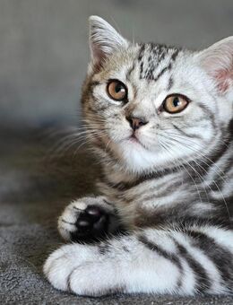 Abgabebereit BKH Black Silver Tabby Kitten mit Stammbaum - Bochum