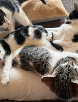 Katzenbaby / Katzenbabies / Kitten - Berlin