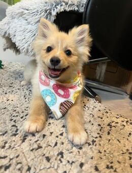 🌟 Kleinspitz-Welpe Jessica 4 Monate - Kassel