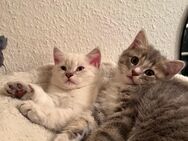 Liebevoll Katzenbabys zu verkaufen - Gladbeck