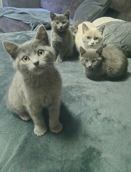 Zuckersüße BKH Kittens - Kirchen (Sieg) Zentrum