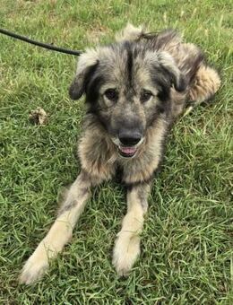 Vladi - freundlicher Riese - Süderbrarup