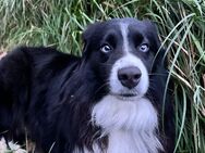 Stolzer und witziger Mini-Aussie sucht Sie - Schwindegg