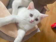 Kitten / Baby Katzen - Ahlen