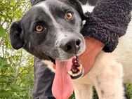 ❣️fröhlicher Schmusehund Ted❣️ - Eislingen (Fils)