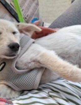 Welpen Dame Mika sucht ihr Glück - Rambin